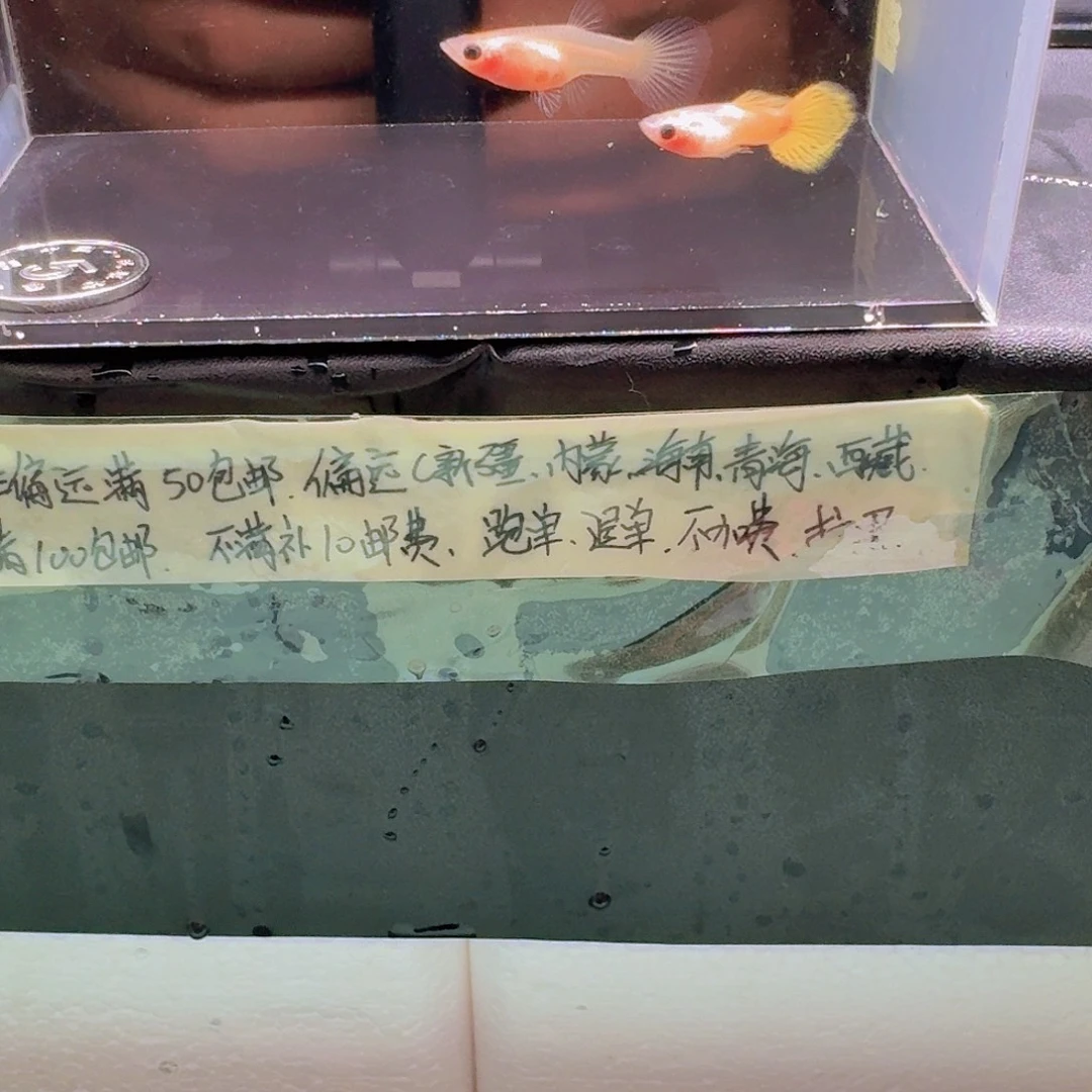 孔雀鱼黄金玻璃猫哈哈哈啊