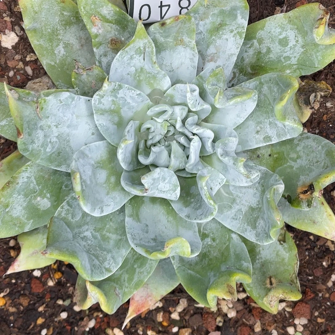 浦西飞克单头11840