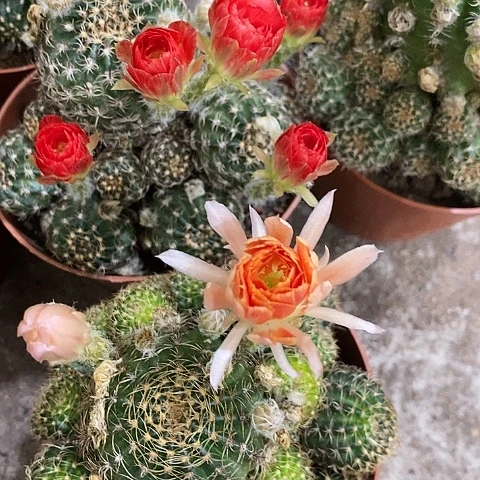 多色丽花，25799909