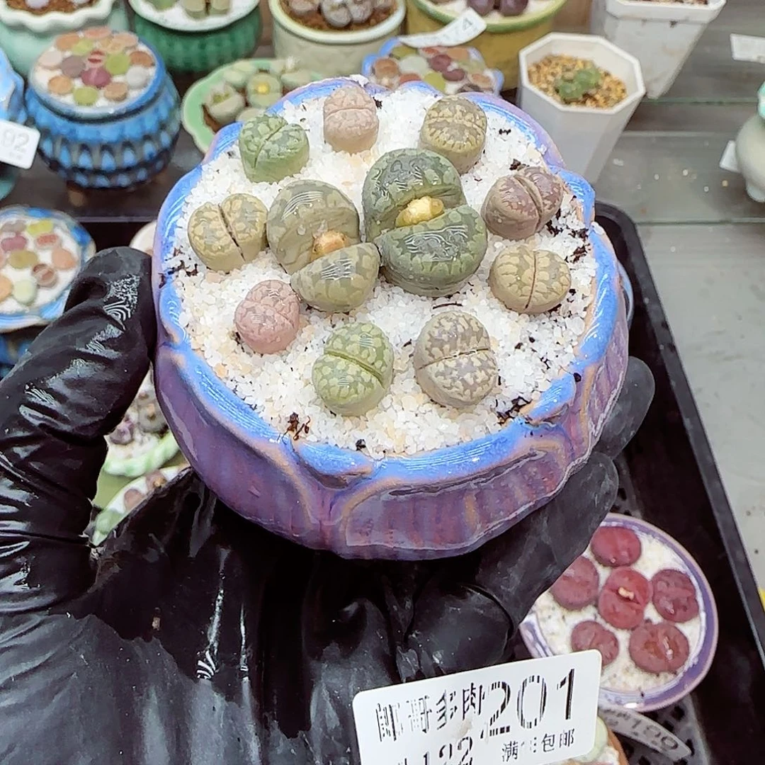 生石花满18包邮1122-201