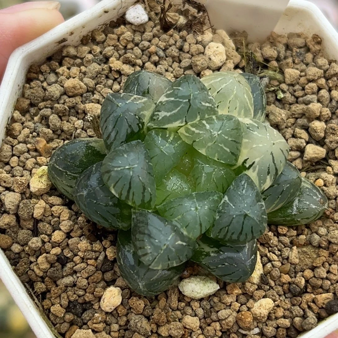 60姬玉露锦福利专场