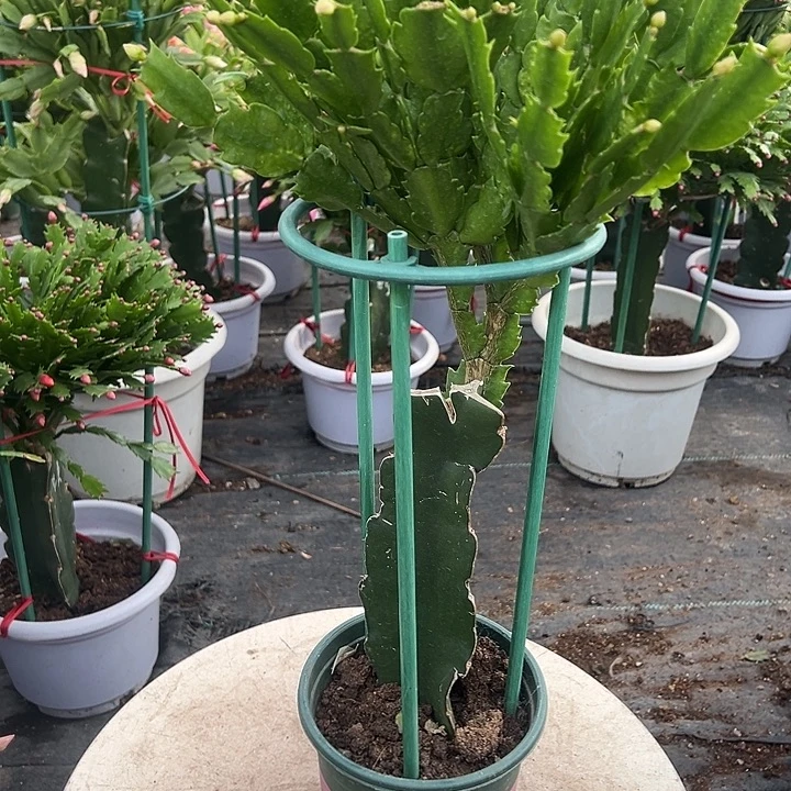 047瑕疵福利苗尾号1589