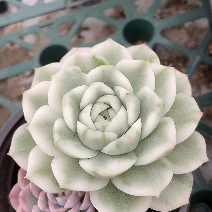 *****麦秆锦。锦龙一物一拍福利