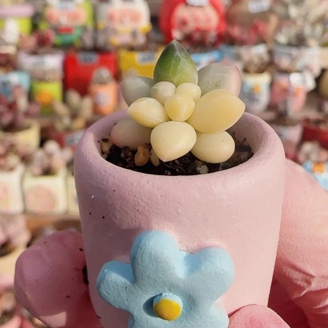 小天空美人锦 盆口2cm