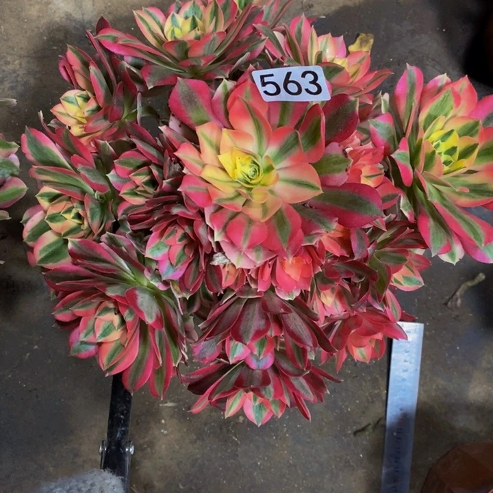 春563 粉女巫带主头的