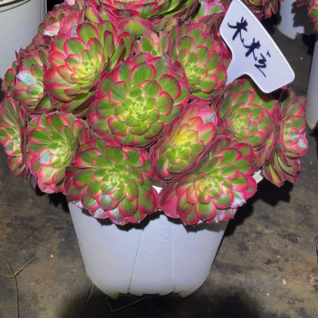 米***粒【粉玉芙蓉】群生多肉植物万圣节变异老桩大手捧