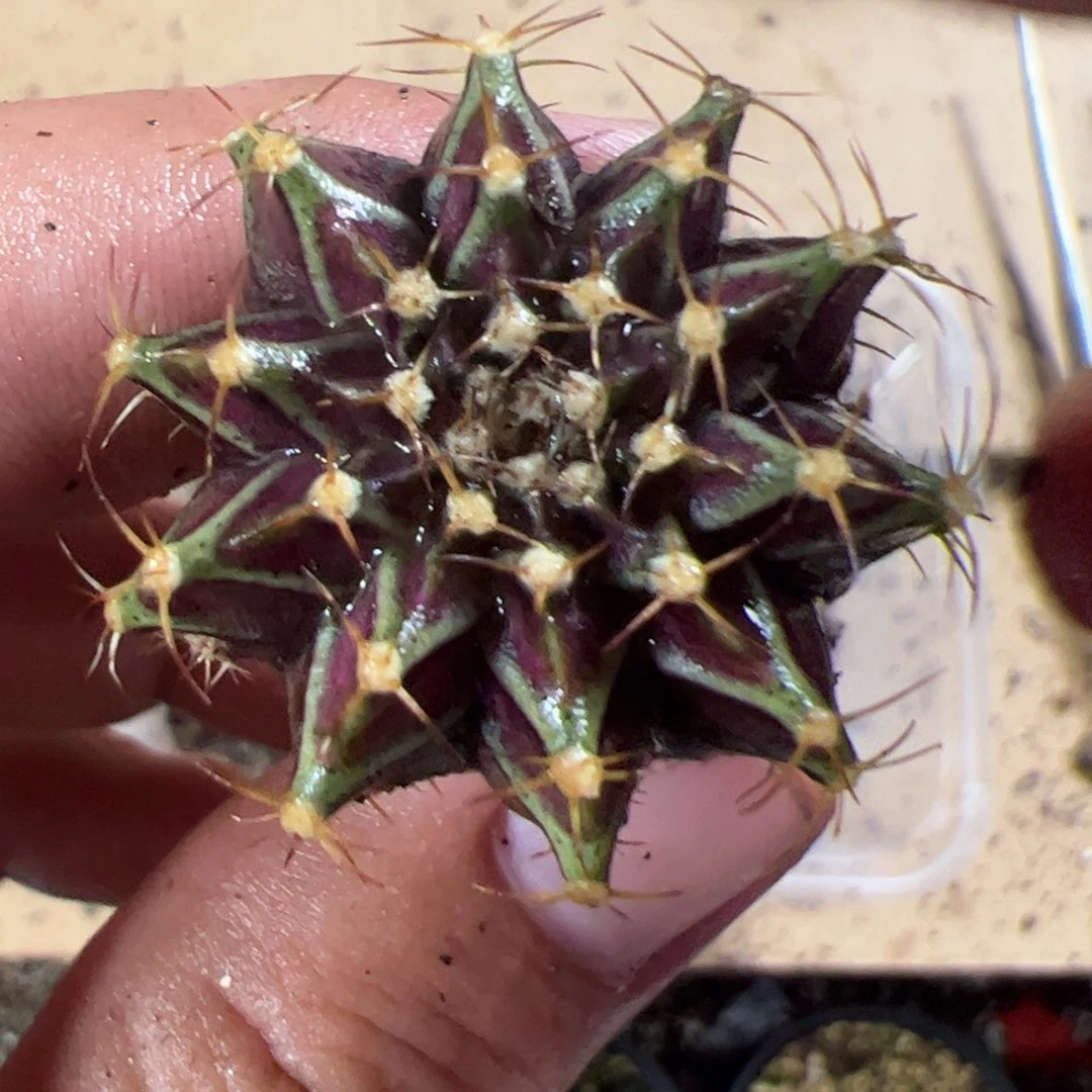 当前无花栽培后可以开花563