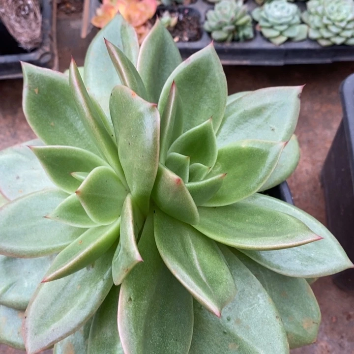 D677- 直播福利 狮子王