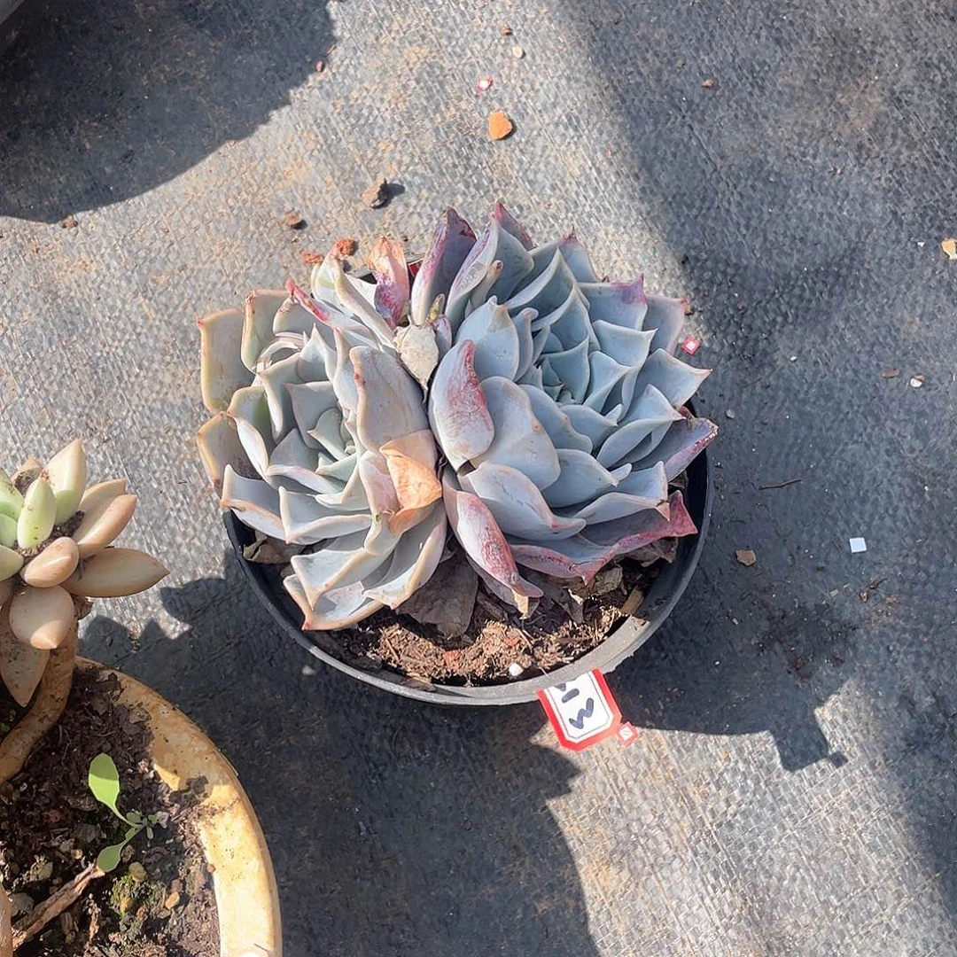 313露西娜 一物一拍多肉