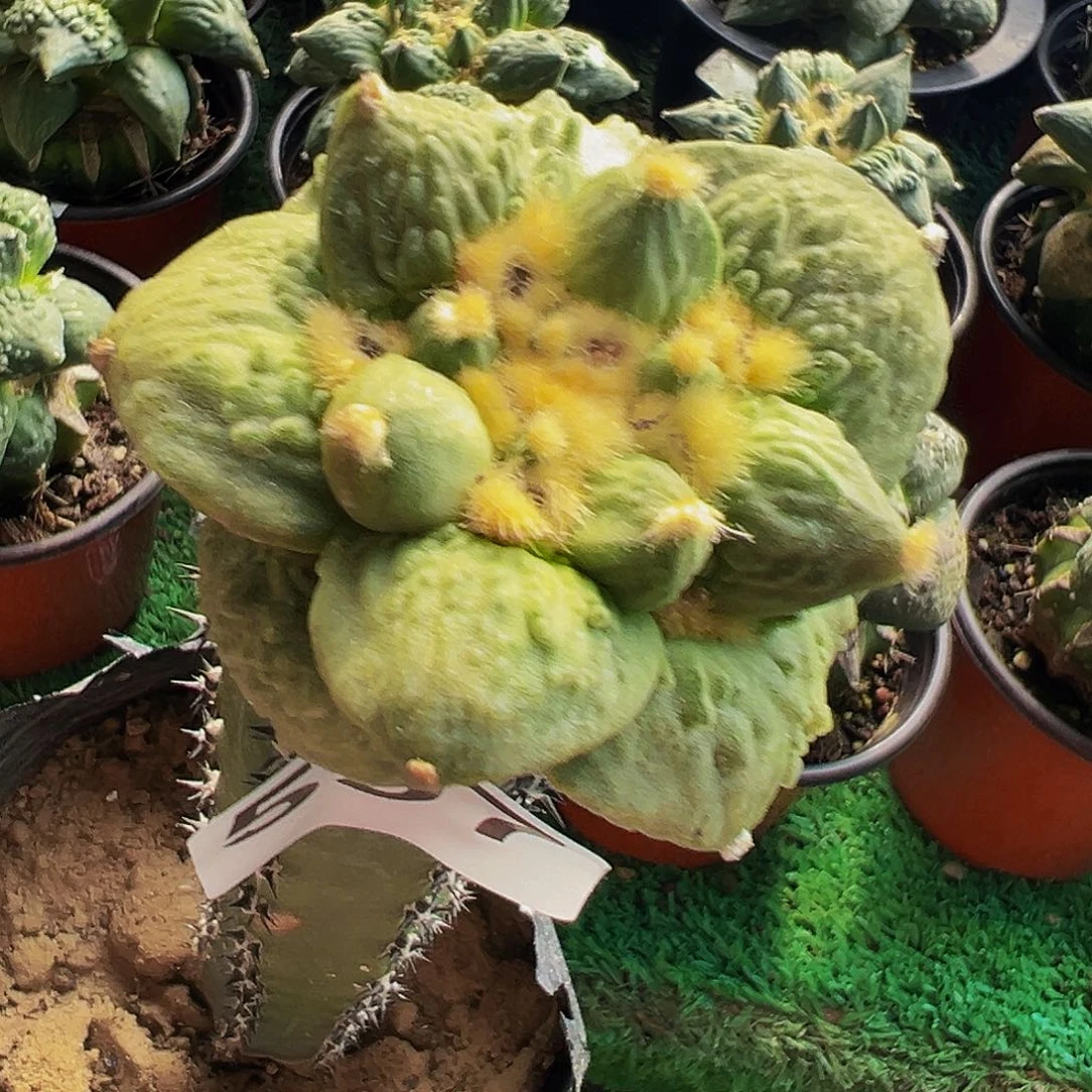 无花朵福利龟甲怒涛597