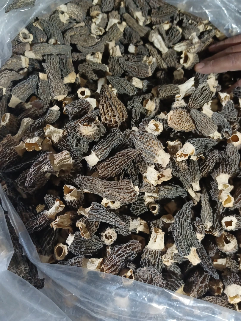 捡漏款厚肉头茬羊肚菌