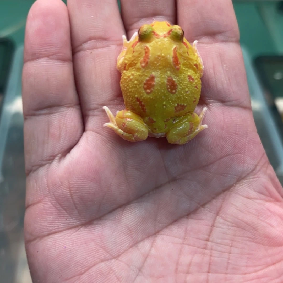 鲨***哩角蛙兜嘴黄变后代1只