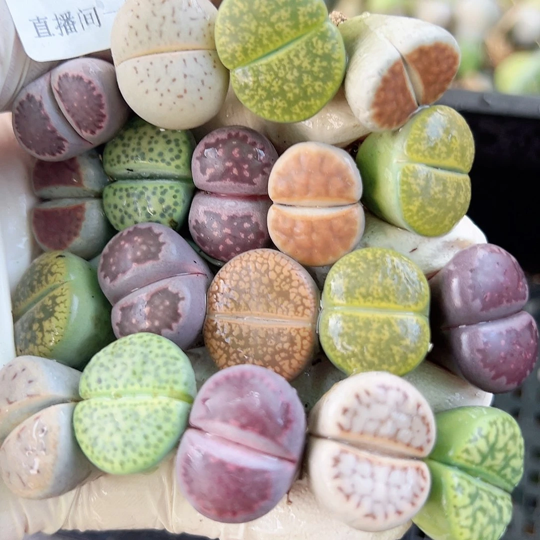 8479 好养易活生石花大母本19个