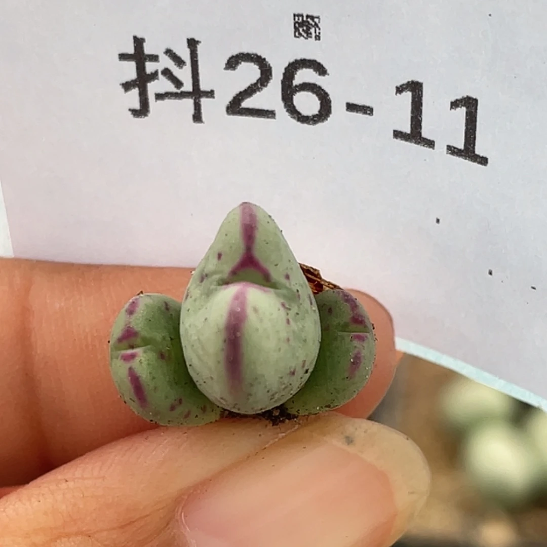 26-11将多肉植物肉锥