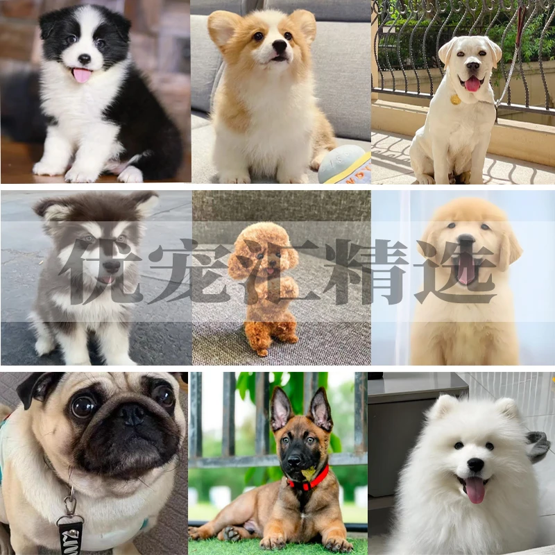 金毛拉布拉多博美泰迪熊马犬哈士奇品种犬活体直播