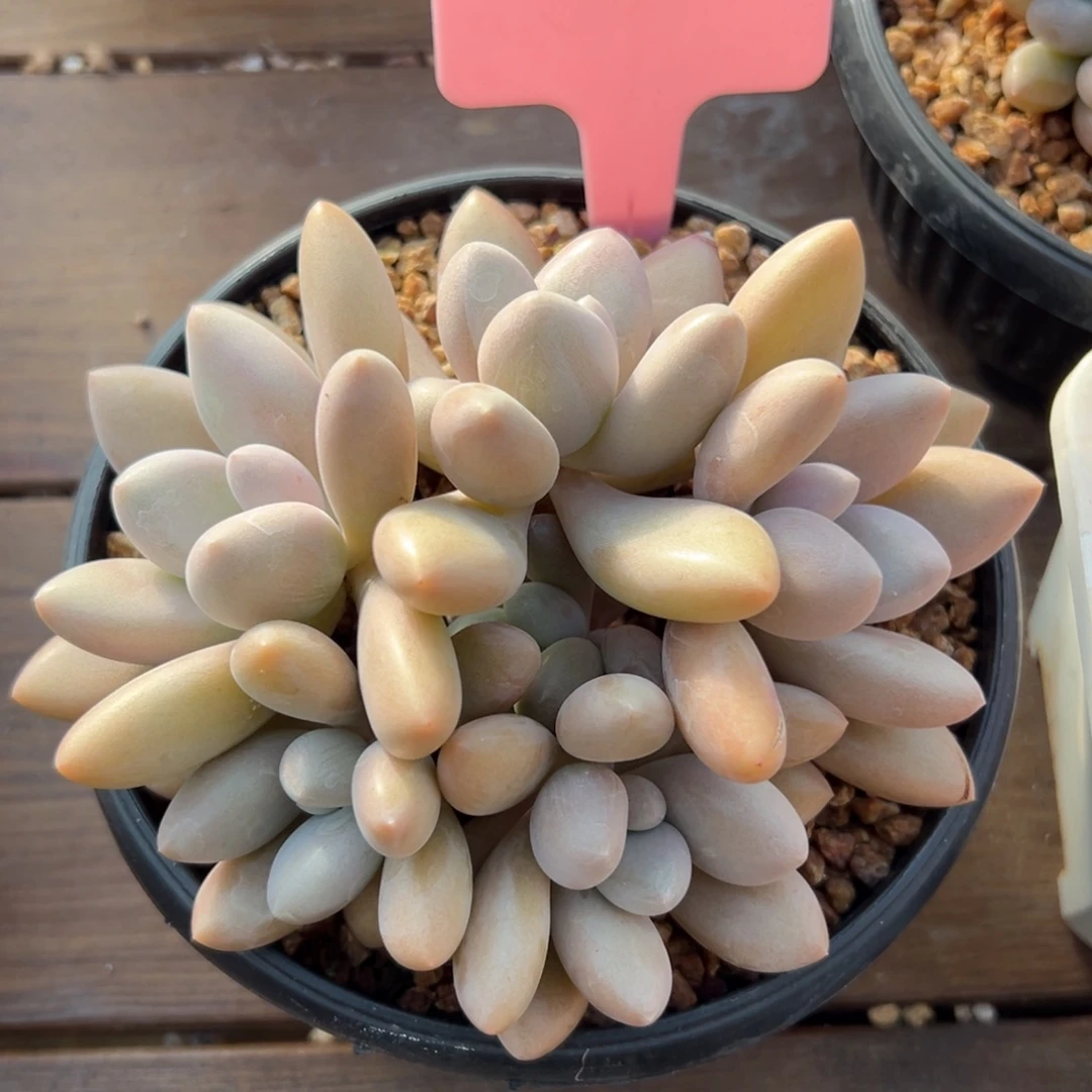 原始虞美人11111111111