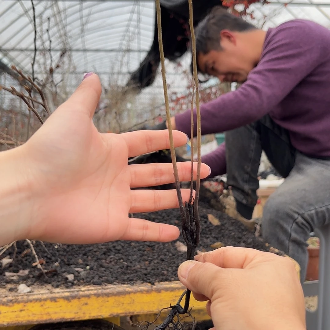 妙***斗哈哈哈哈哈哈御伴