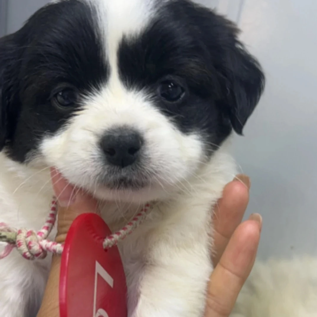 蝴蝶犬 比熊 博美混血 一物一拍