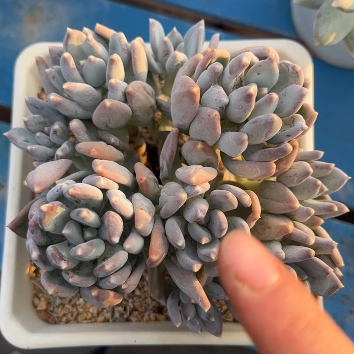 星空美人，高桩。10头无砍