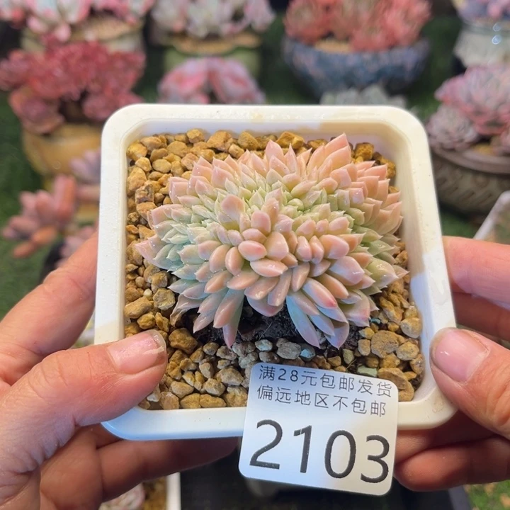 大2103。czcbcvxvvbx