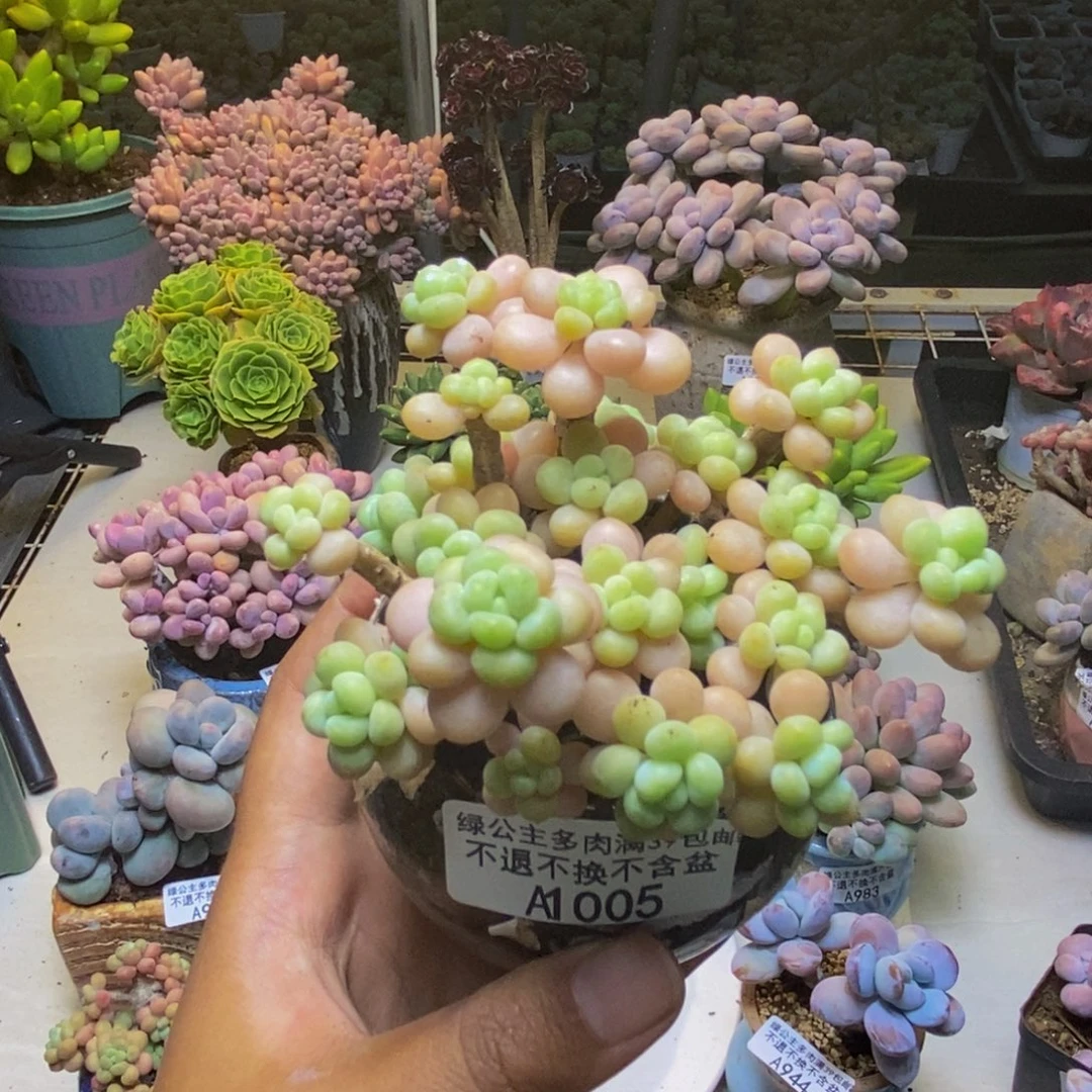 005花朵鱼子酱多肉7cm