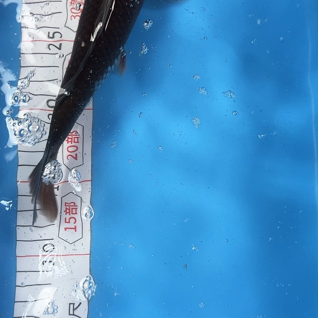 锦鲤鑫泓锦鲤养殖