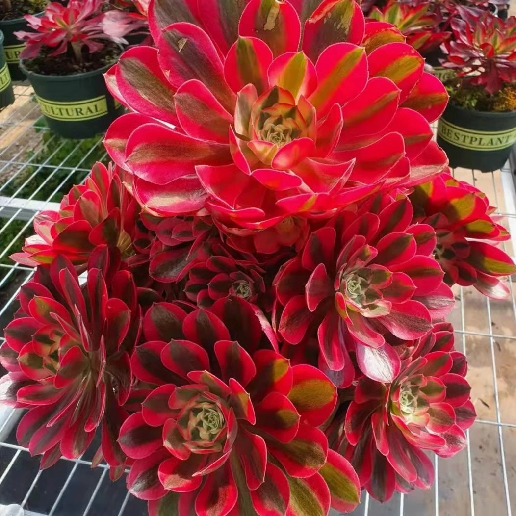 多肉法师植物老桩美杜莎粉女巫欧佳丽等法师手捧花好养活基地直发