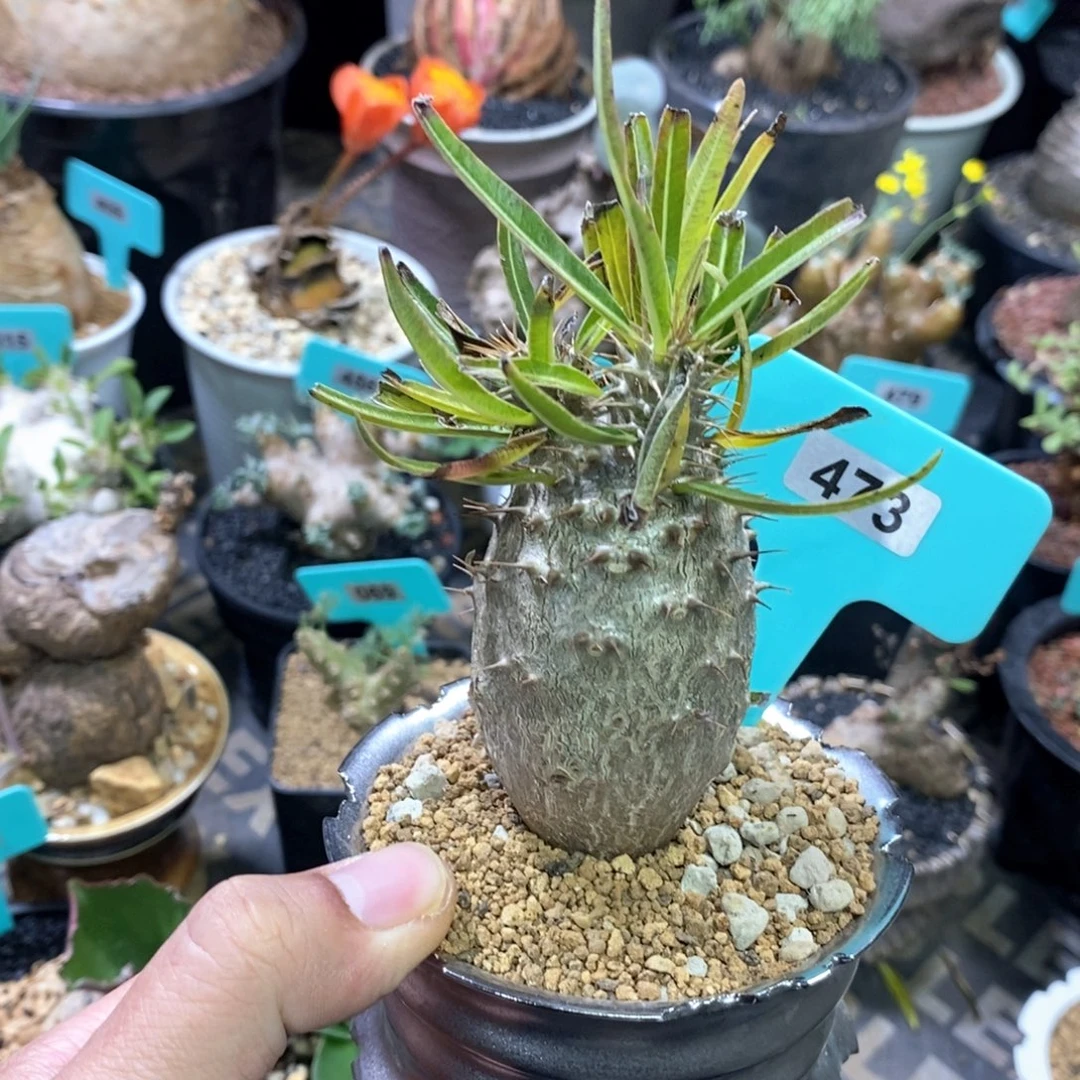 象牙宫多肉植物一个