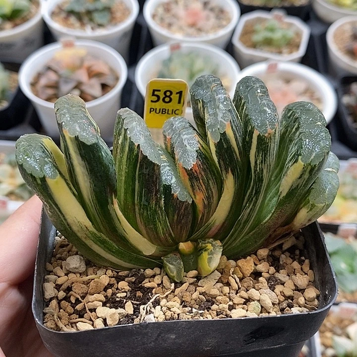 581母本赤斑玉扇锦一物