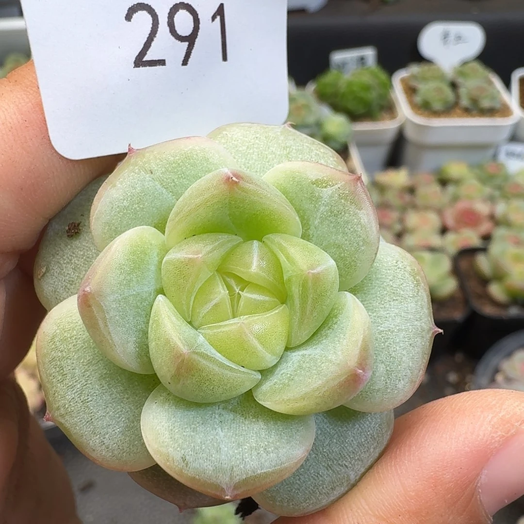 一物一拍一物一拍918-291