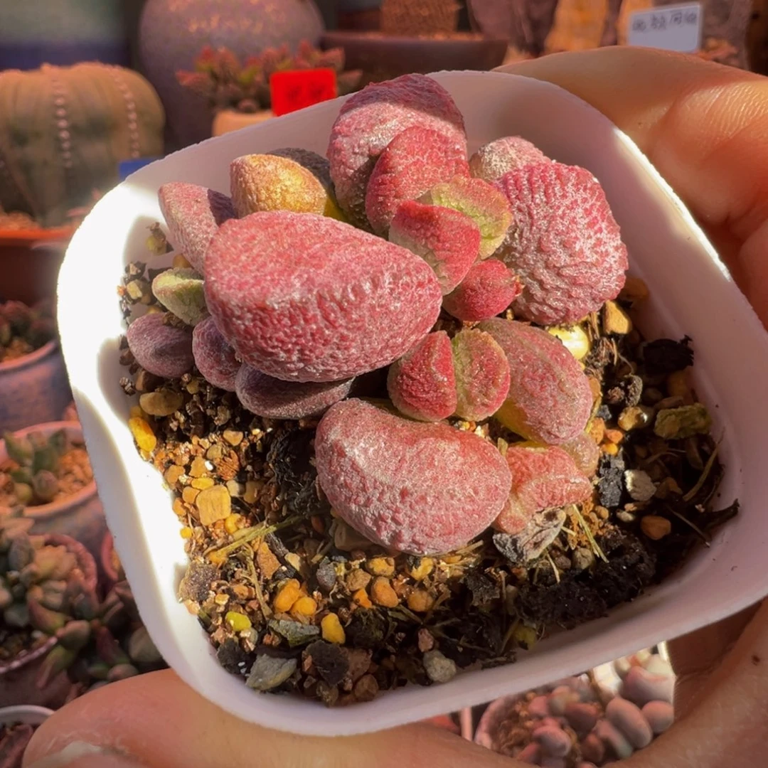 一物一拍，感谢支持