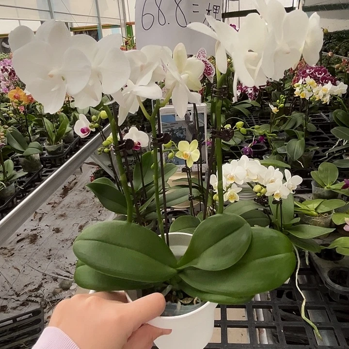 完全开放三花剑 白天鹅 蝴蝶兰