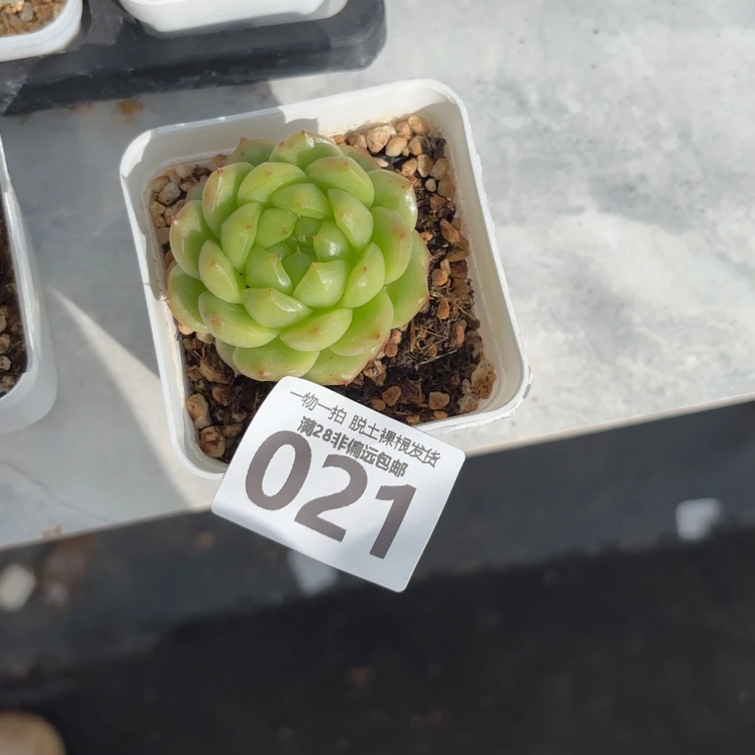 妙*?灯泡 珍妮单头多肉多肉