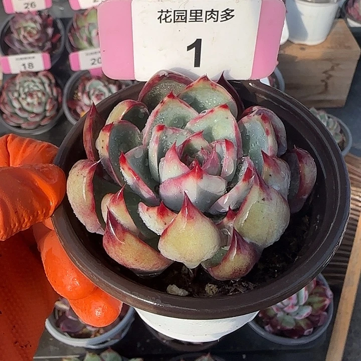 1 惊鸿仙子多肉植物6-9cm