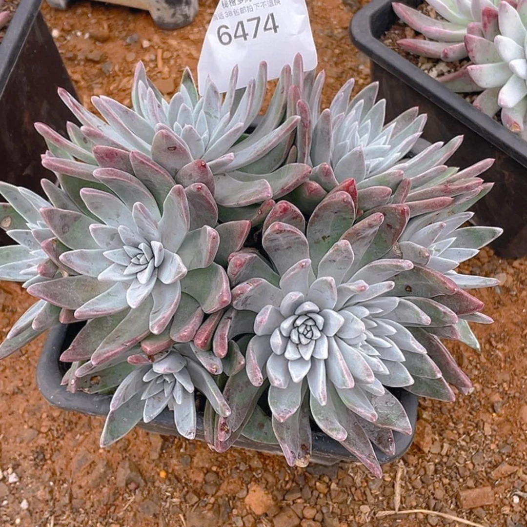 【闪购商品】S****e白菊苹果叶