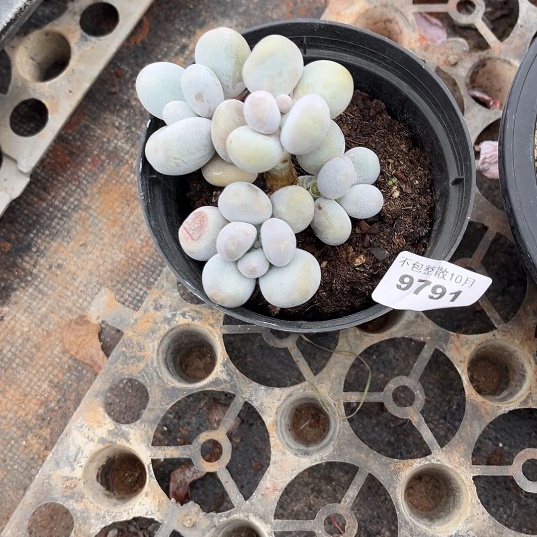 阿雅园艺。       9791奶酪