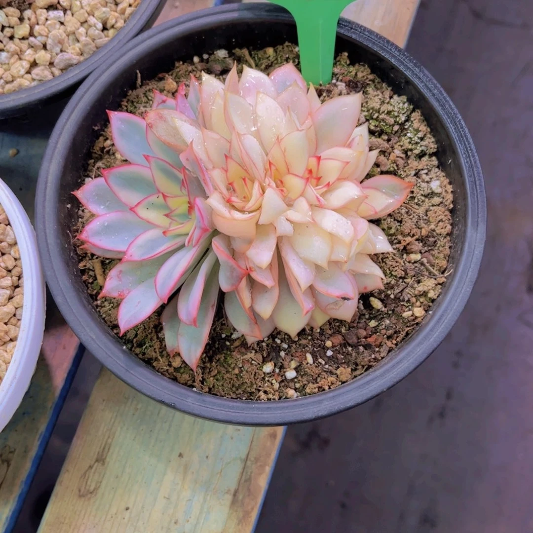 @****月光女神Ａ670一颗一物一拍