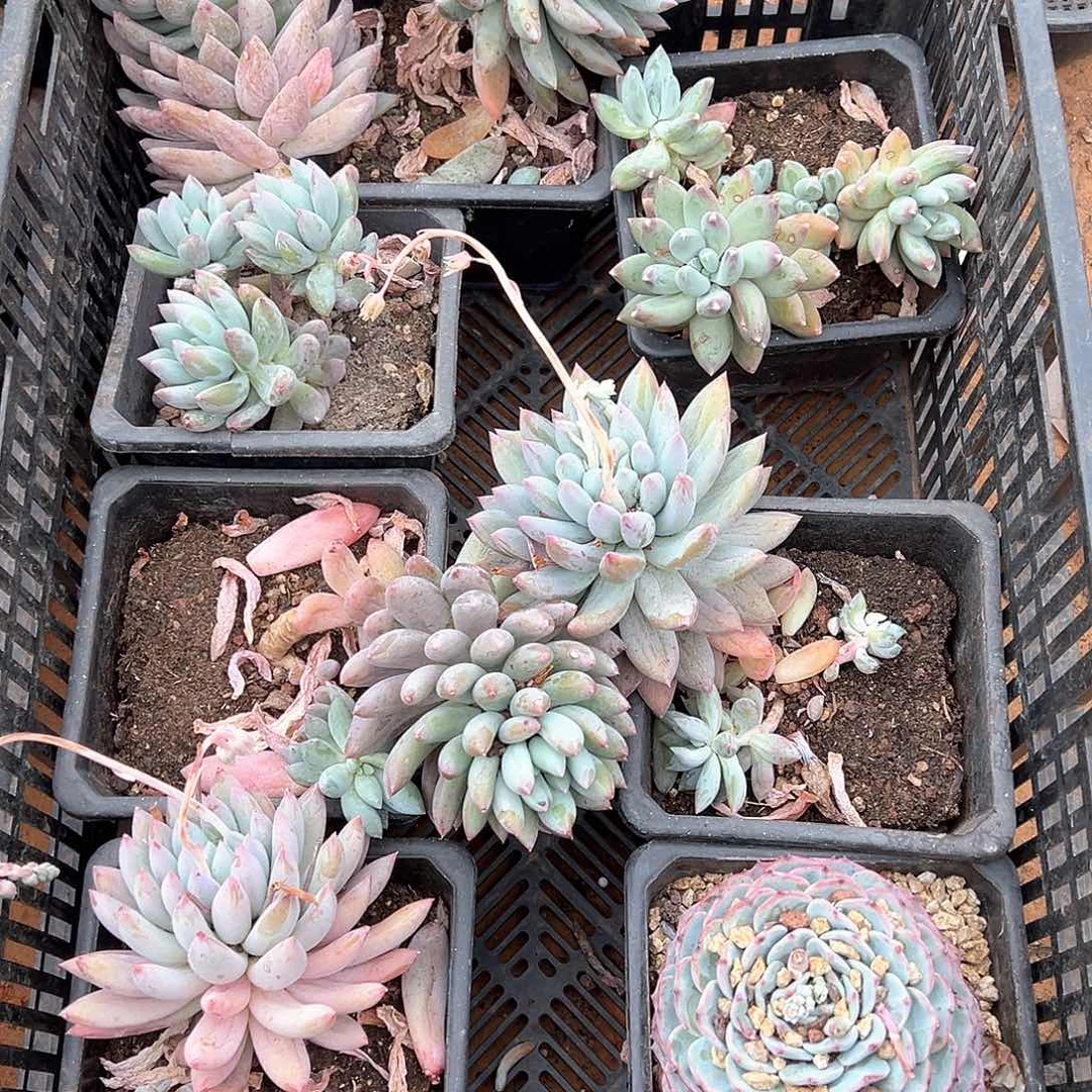 杨*伊多肉植物一物一拍