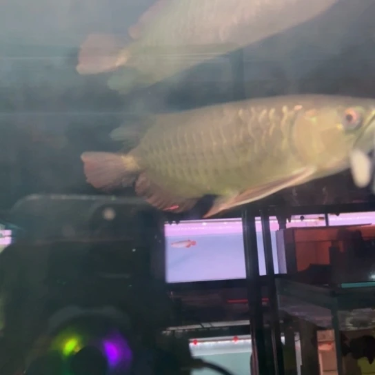 Ψ***Ψ海水鱼特级瑕疵金龙！