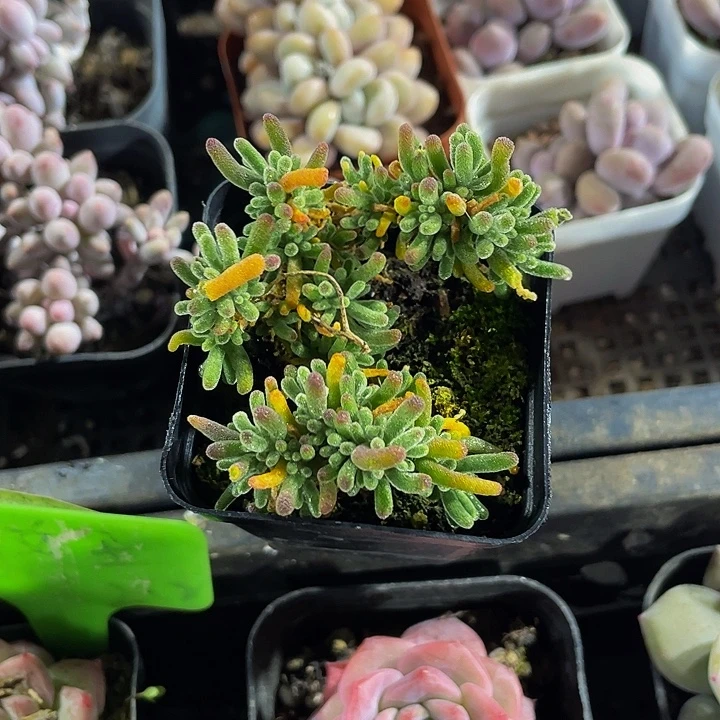 枝干翻杏带哦土发