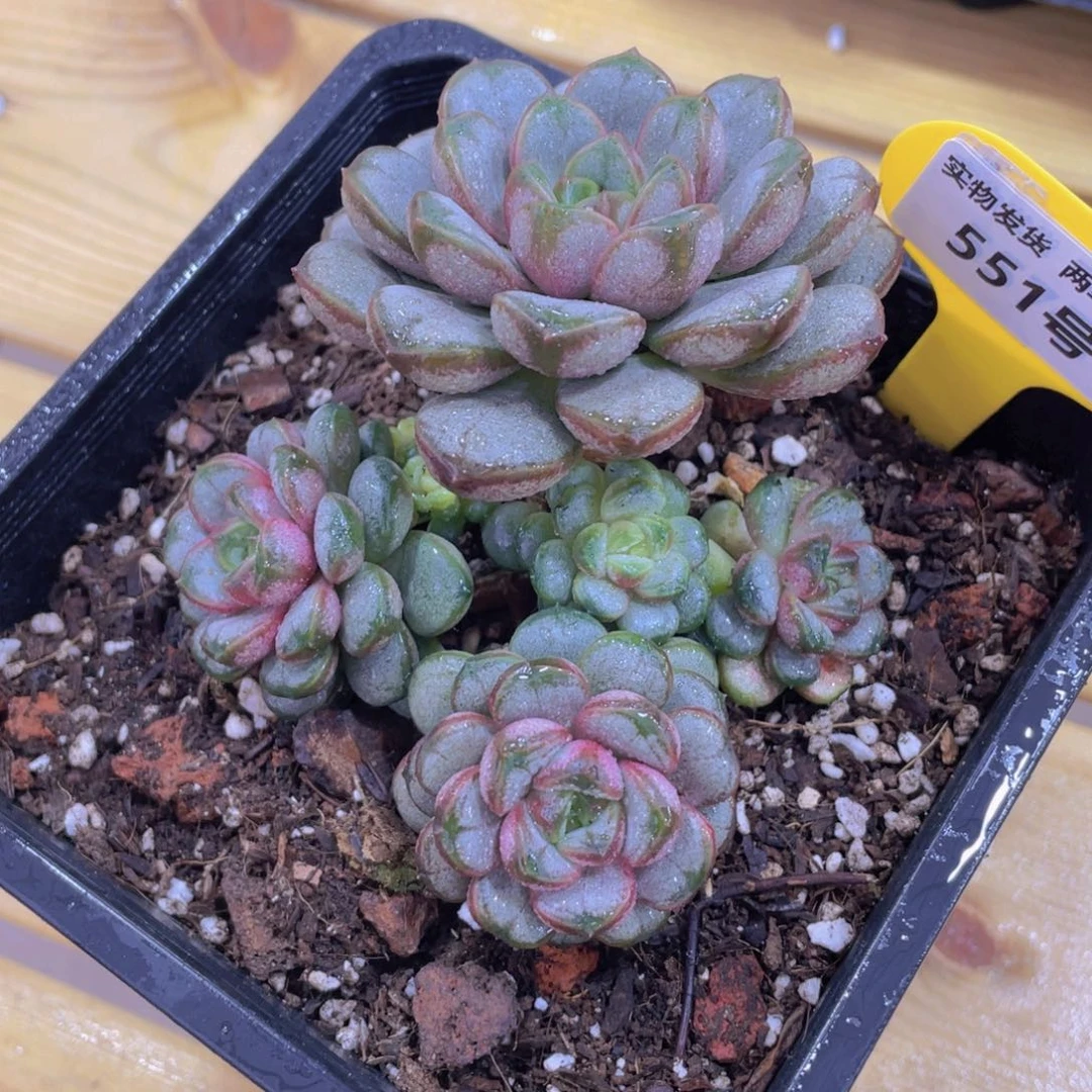 551号 老桩精品葡萄多头群一个