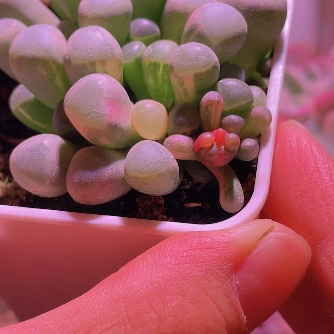 五十玲玉锦特价带花苞拉丝锦14