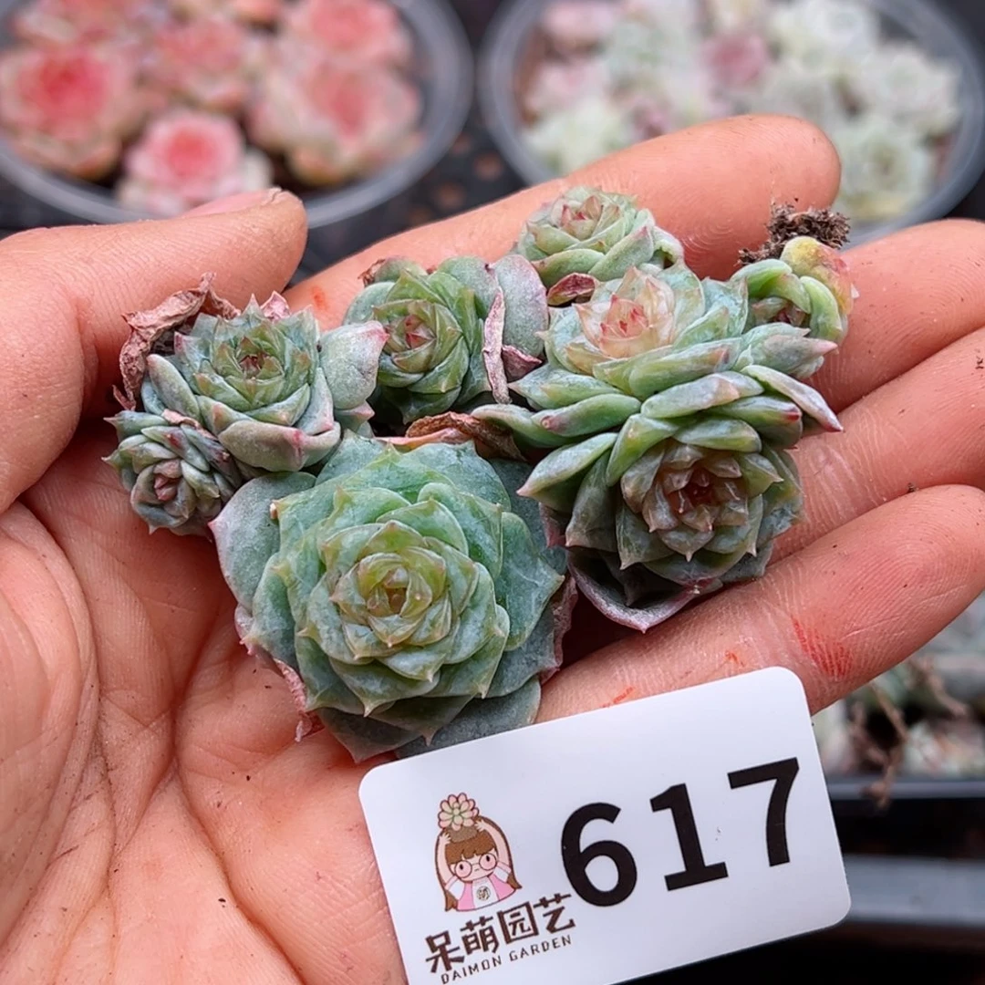 彼*花多肉植物多肉植物