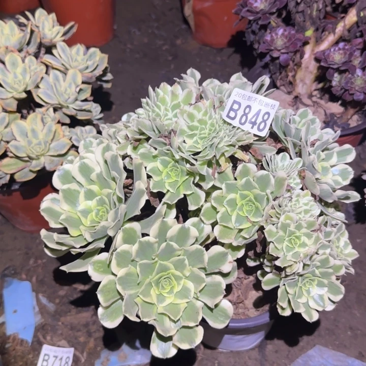 绿豆沙缀……多肉植物