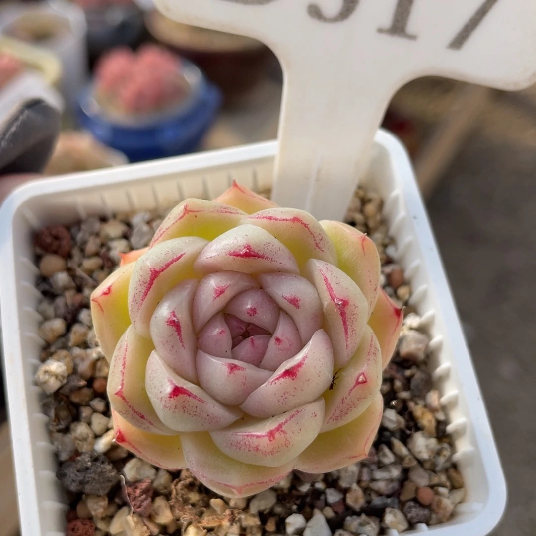 517 麦秆 4厘米 啦啦