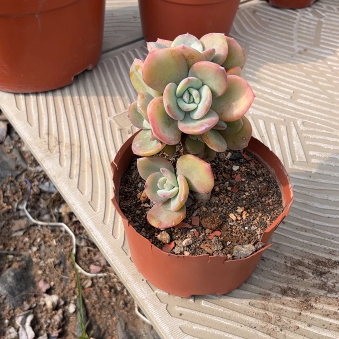 【闪购商品】无花朵小*
