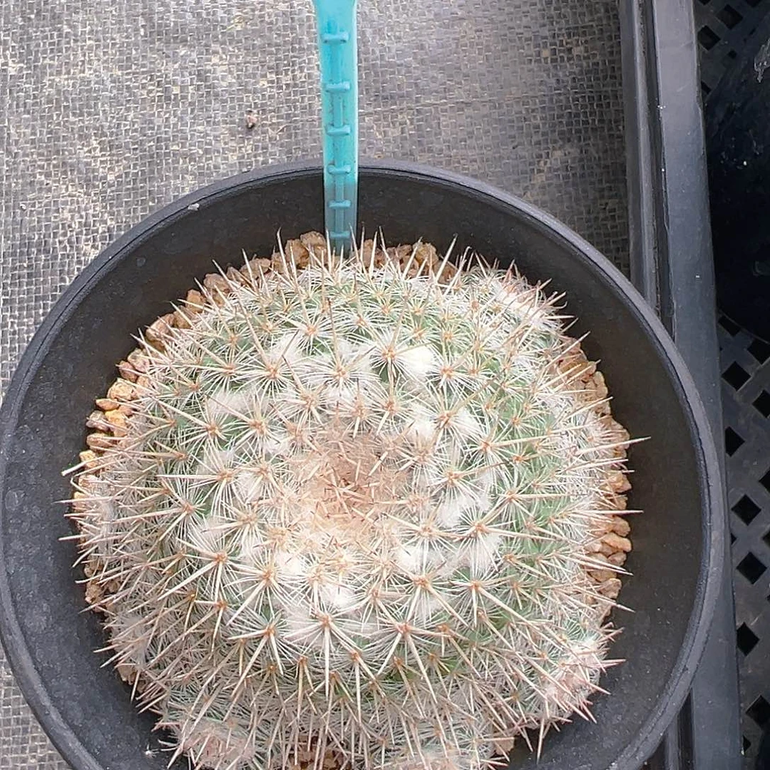 6483白王丸群实生裸根发货