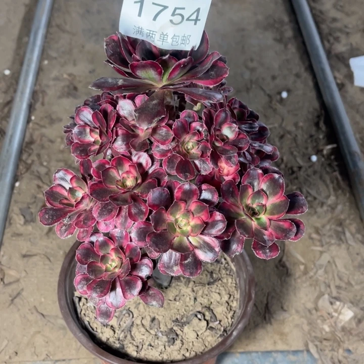 1754香奈芙蓉多肉的