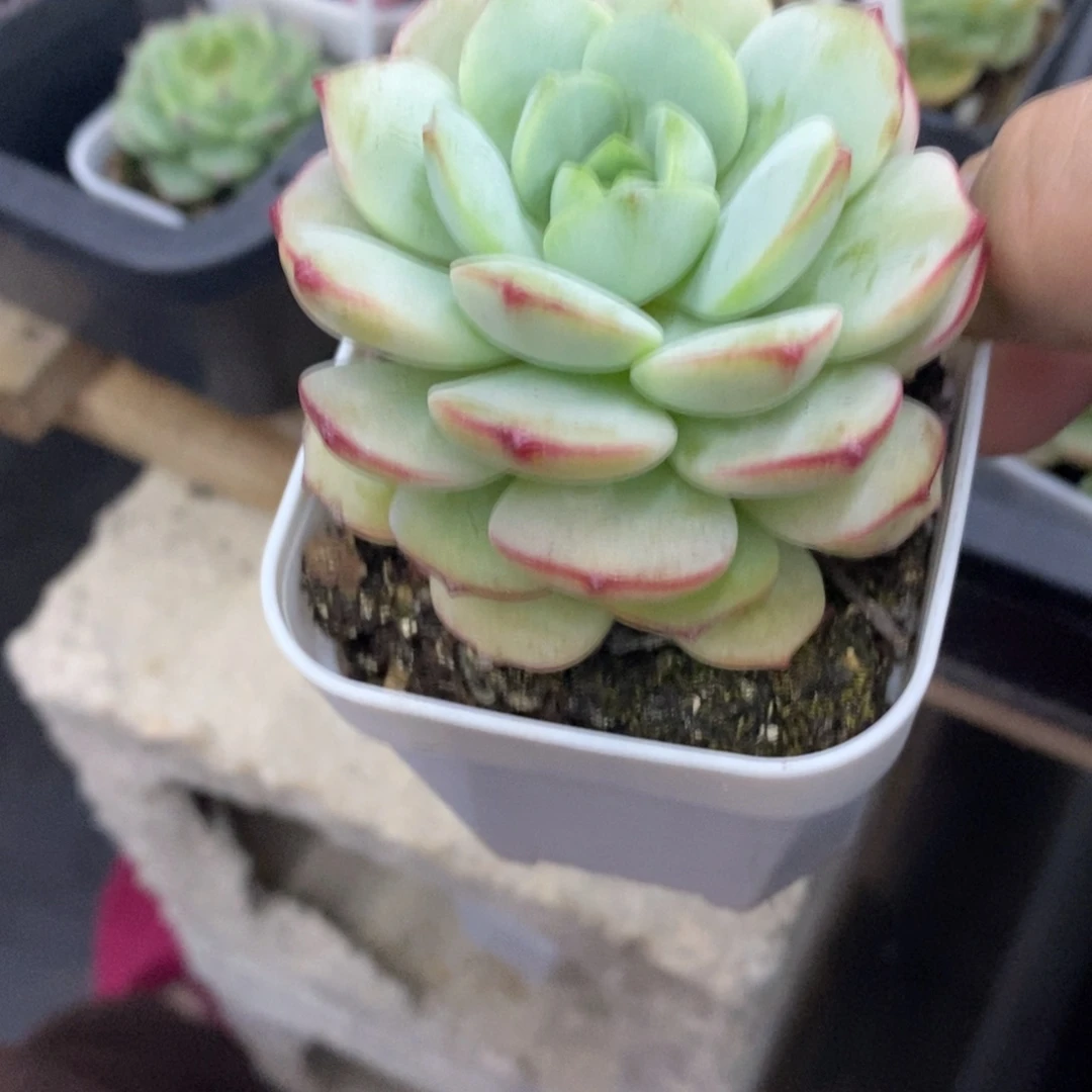 精品多肉一物一拍不包整19