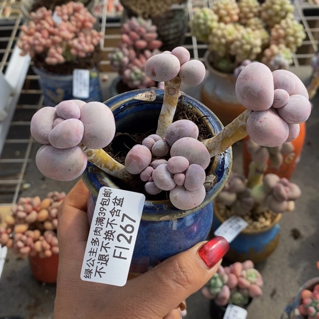 芭比奶酪267/9c m